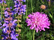 19 Scabiosa atropurpurea (Vedovella) con Knautia longifolia (Ambretta alpina)